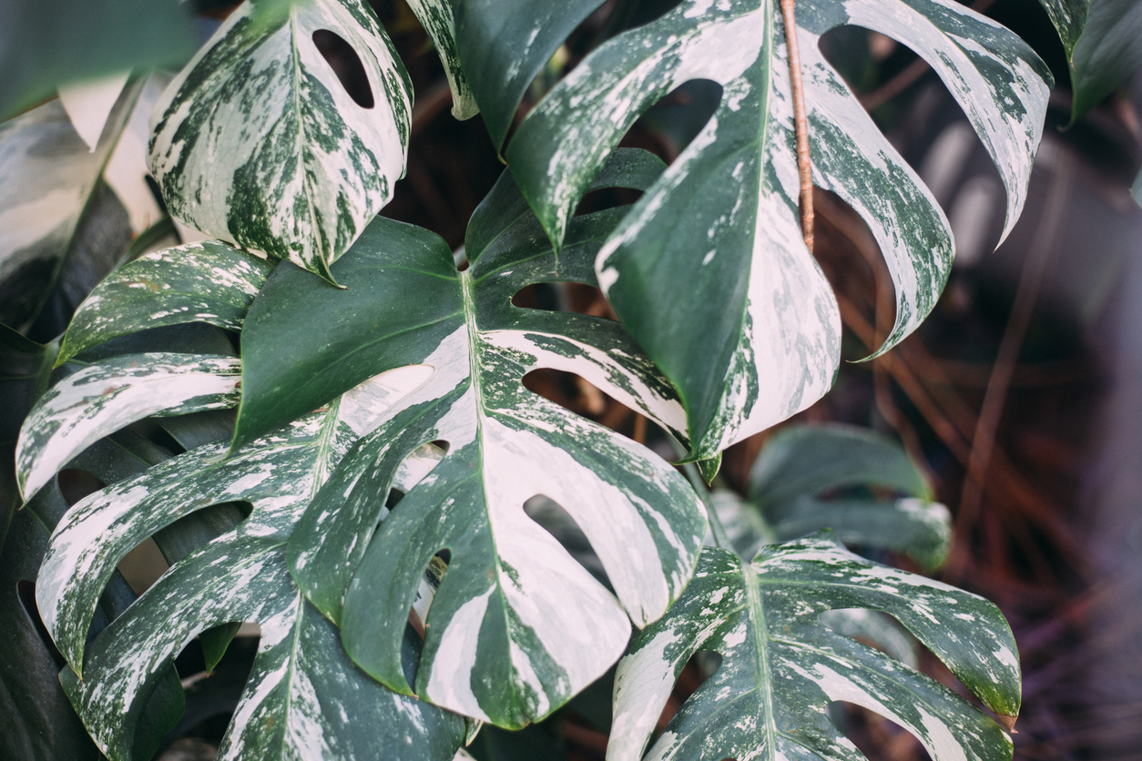 Monstera variegata