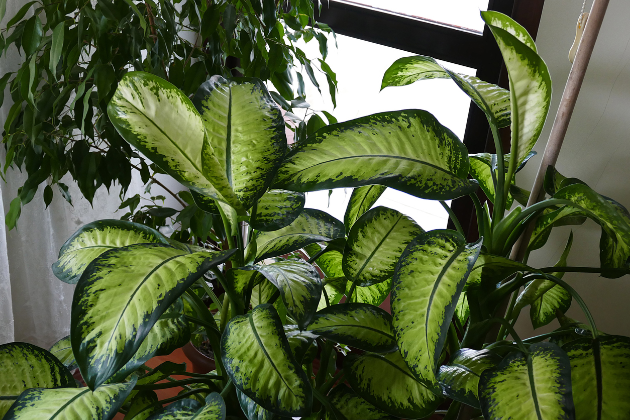 dieffenbachia