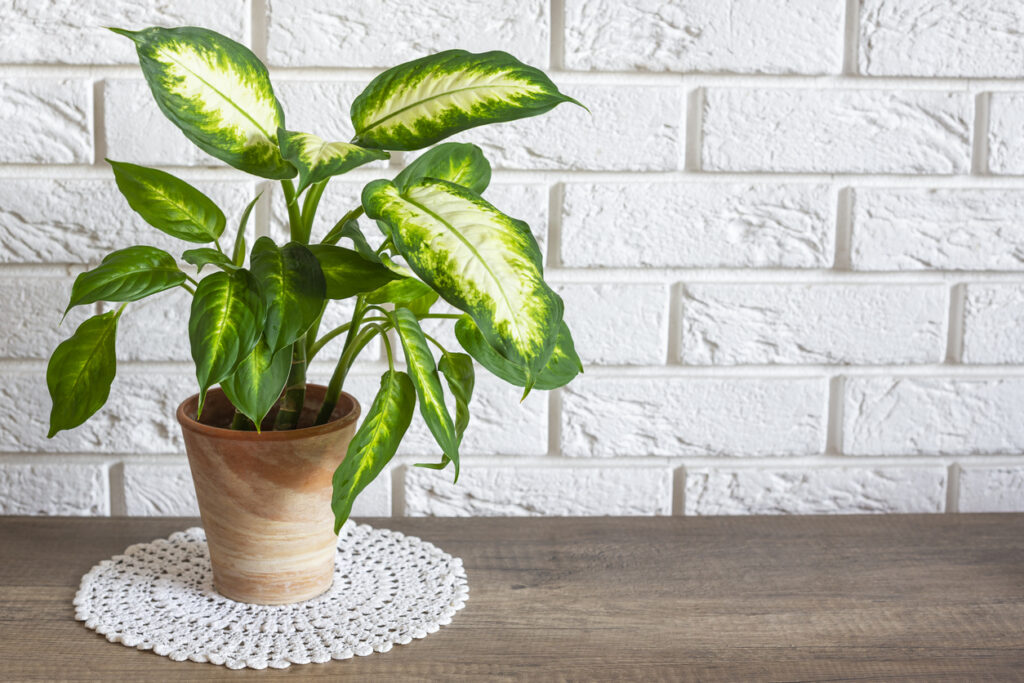 dieffenbachia pianta