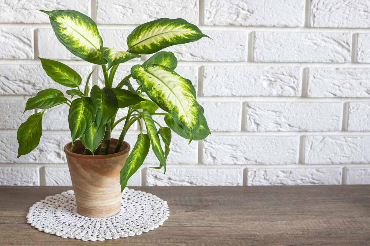 dieffenbachia pianta