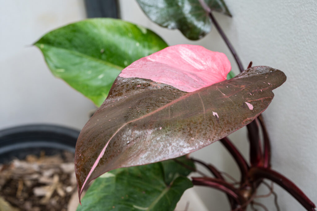 piante variegate