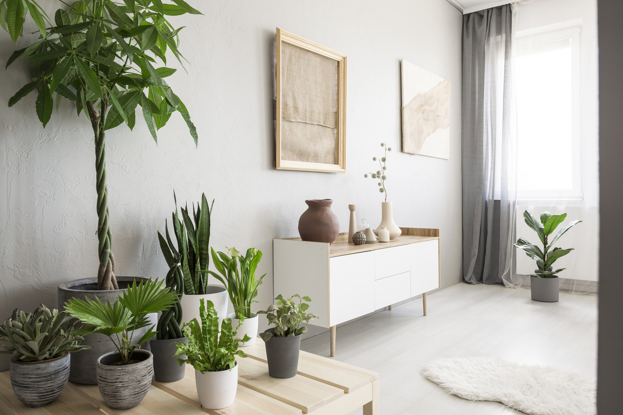 piante da interno con finestra