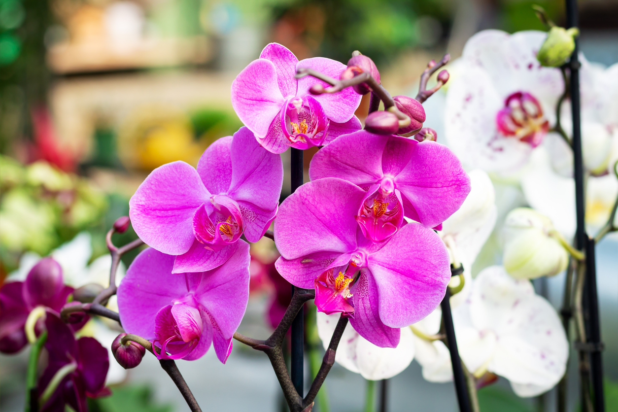 orchidea