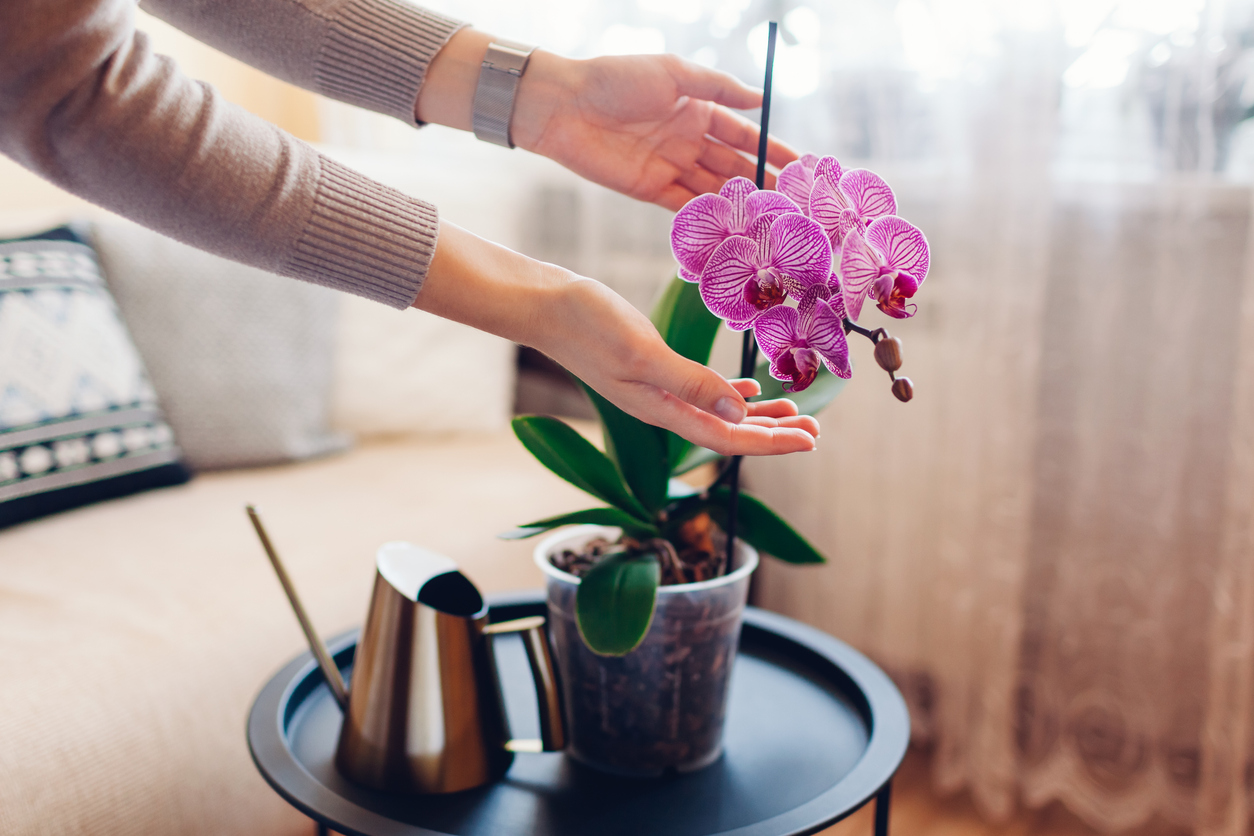 orchidea cura