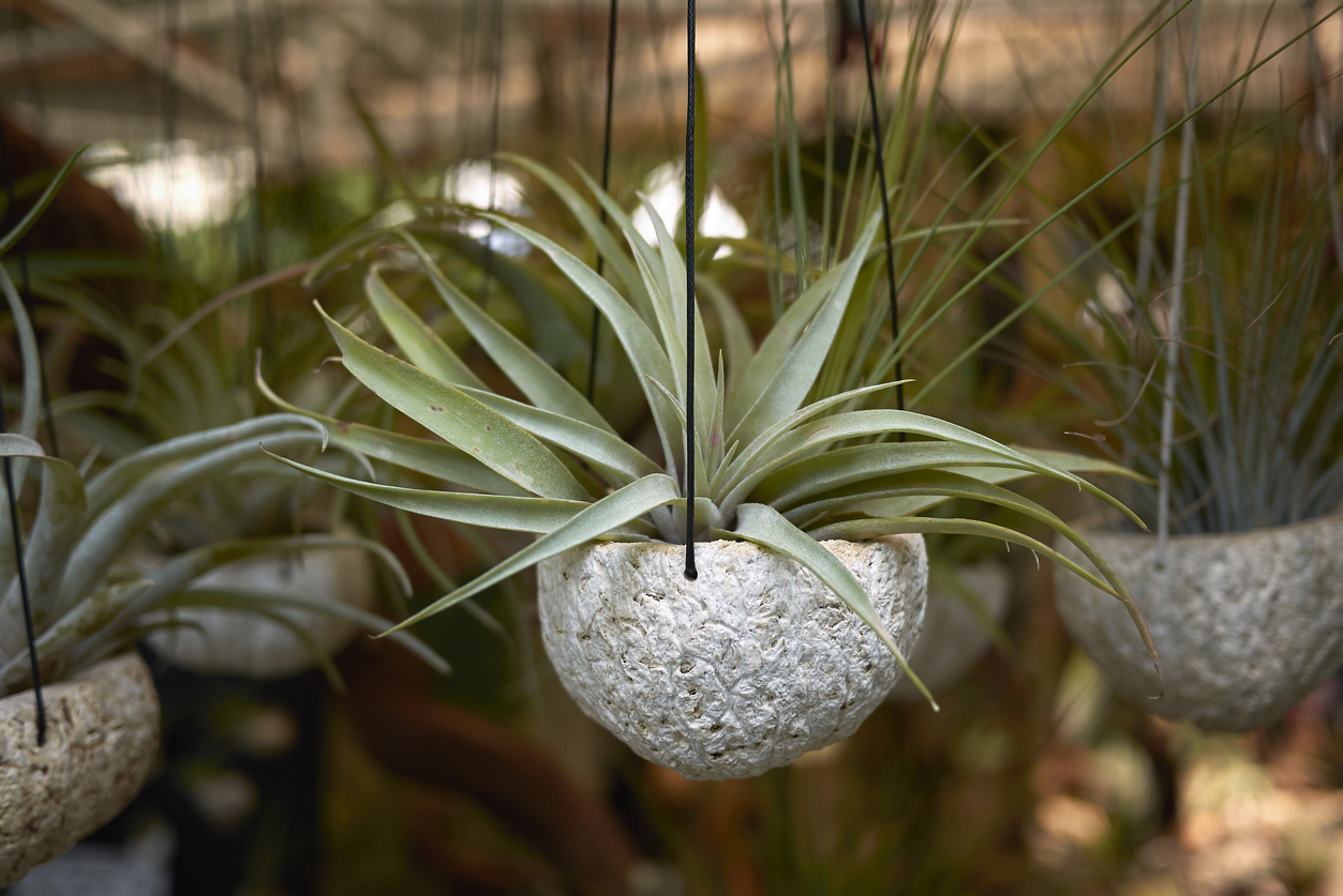 tillandsia