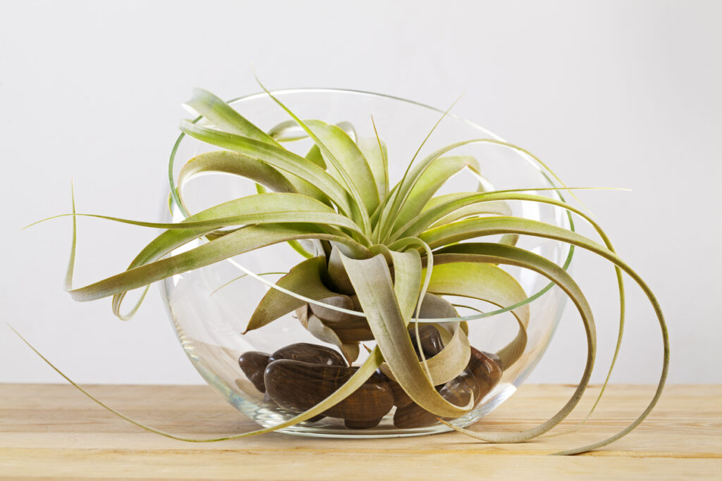 tillandsia