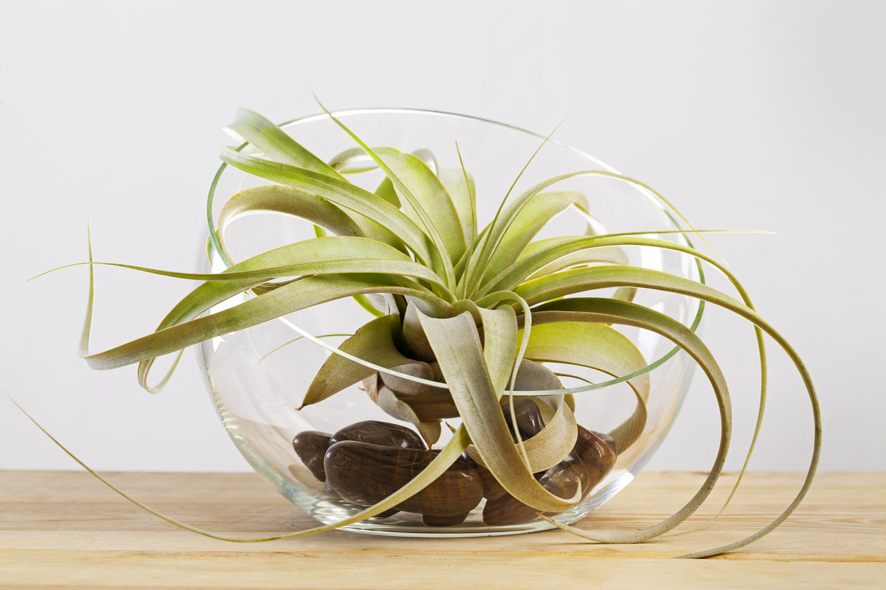 tillandsia